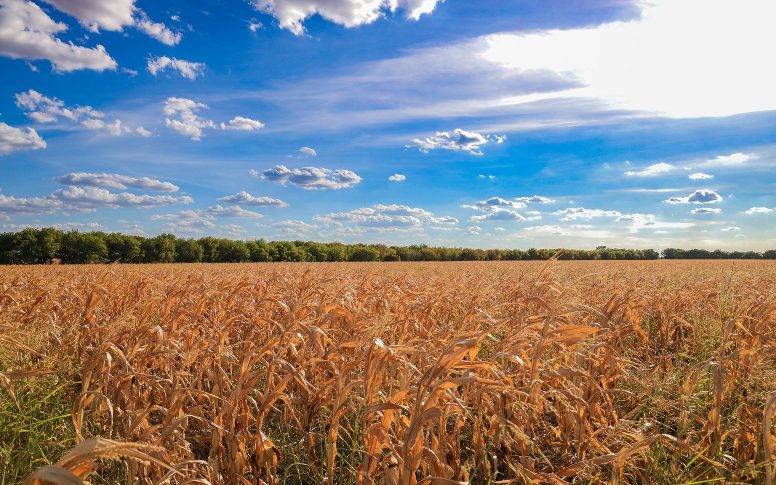 A grain field under a blue sky with clouds near Belton