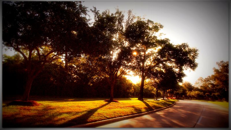 Morning sun through trees along a road in Cypress